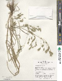 Bromus japonicus image