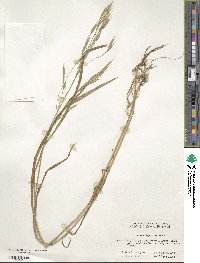 Bromus japonicus image