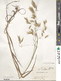 Bromus japonicus image