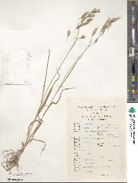 Bromus japonicus image