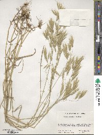 Bromus japonicus image