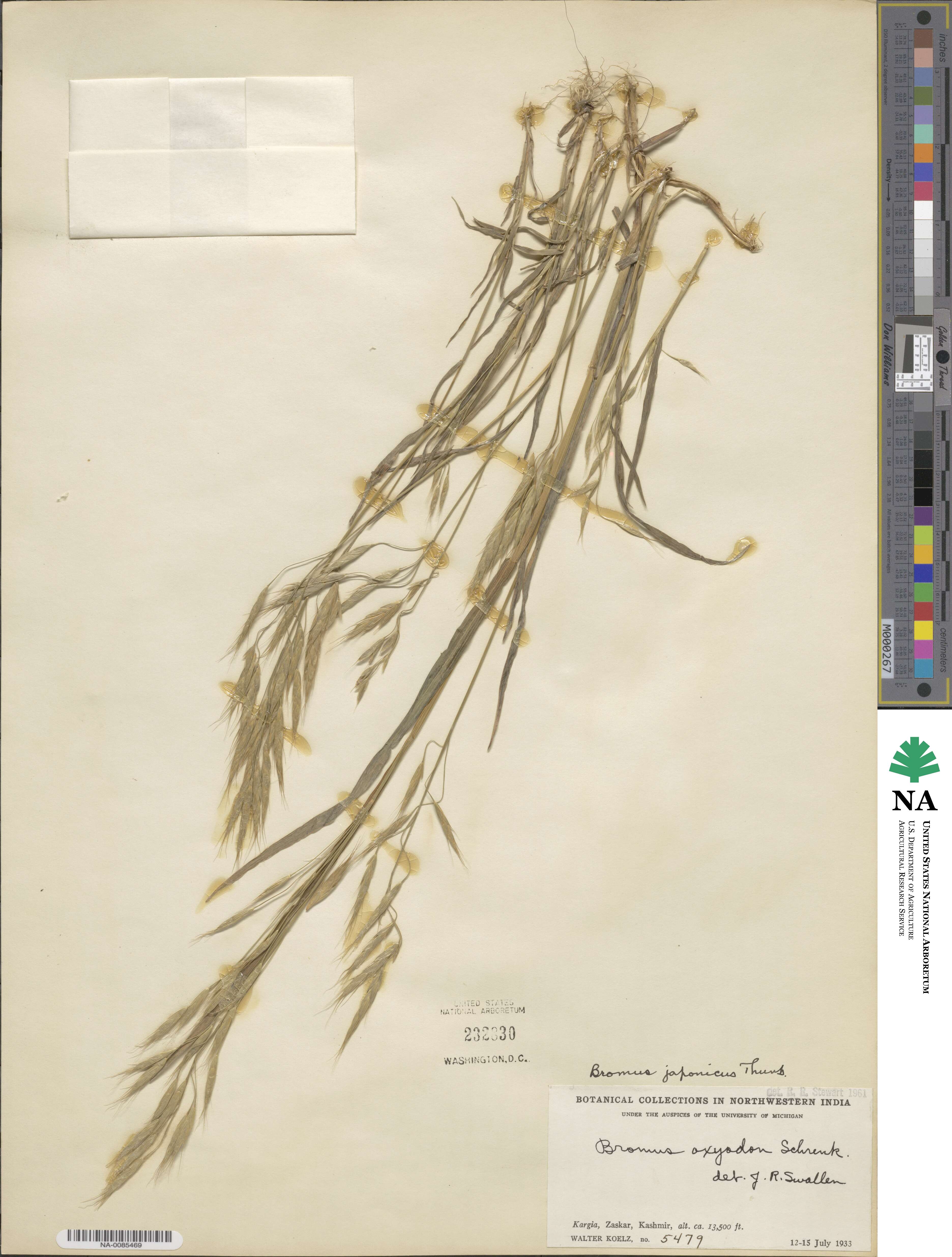 Bromus japonicus image