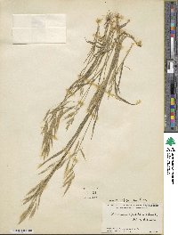 Bromus japonicus image