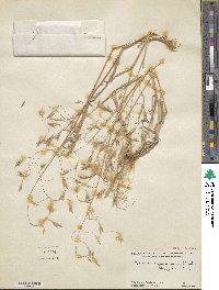 Bromus japonicus image