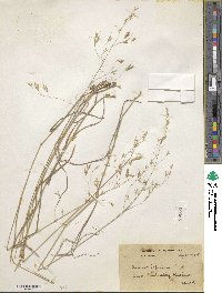 Bromus japonicus image