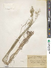 Bromus japonicus image