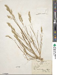 Bromus japonicus image