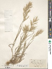 Bromus lanceolatus image