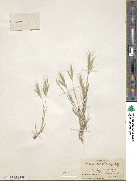 Bromus lanceolatus image