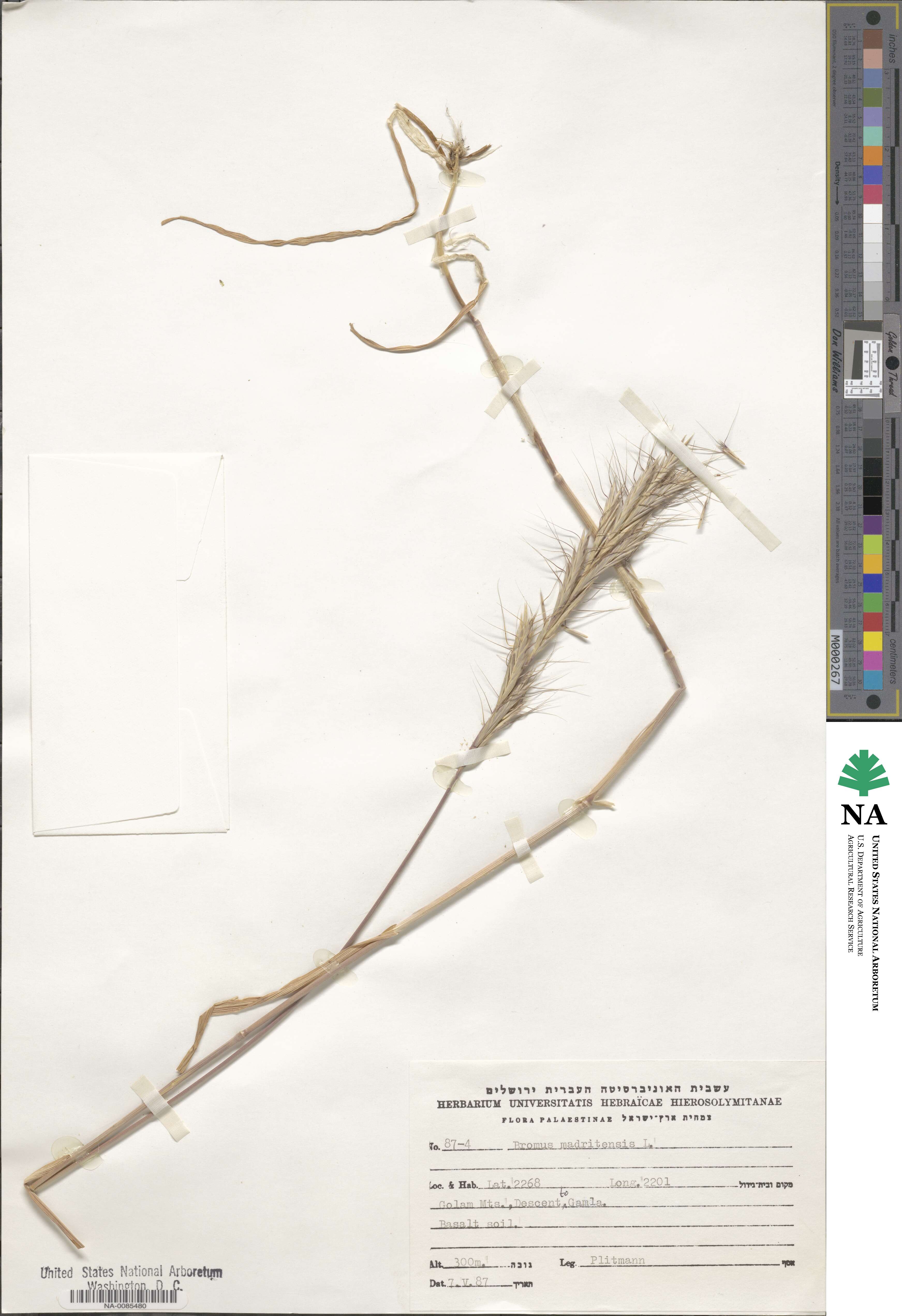 Bromus madritensis image
