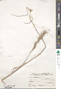 Bromus madritensis image