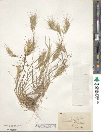 Bromus madritensis image