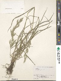 Bromus hordeaceus image