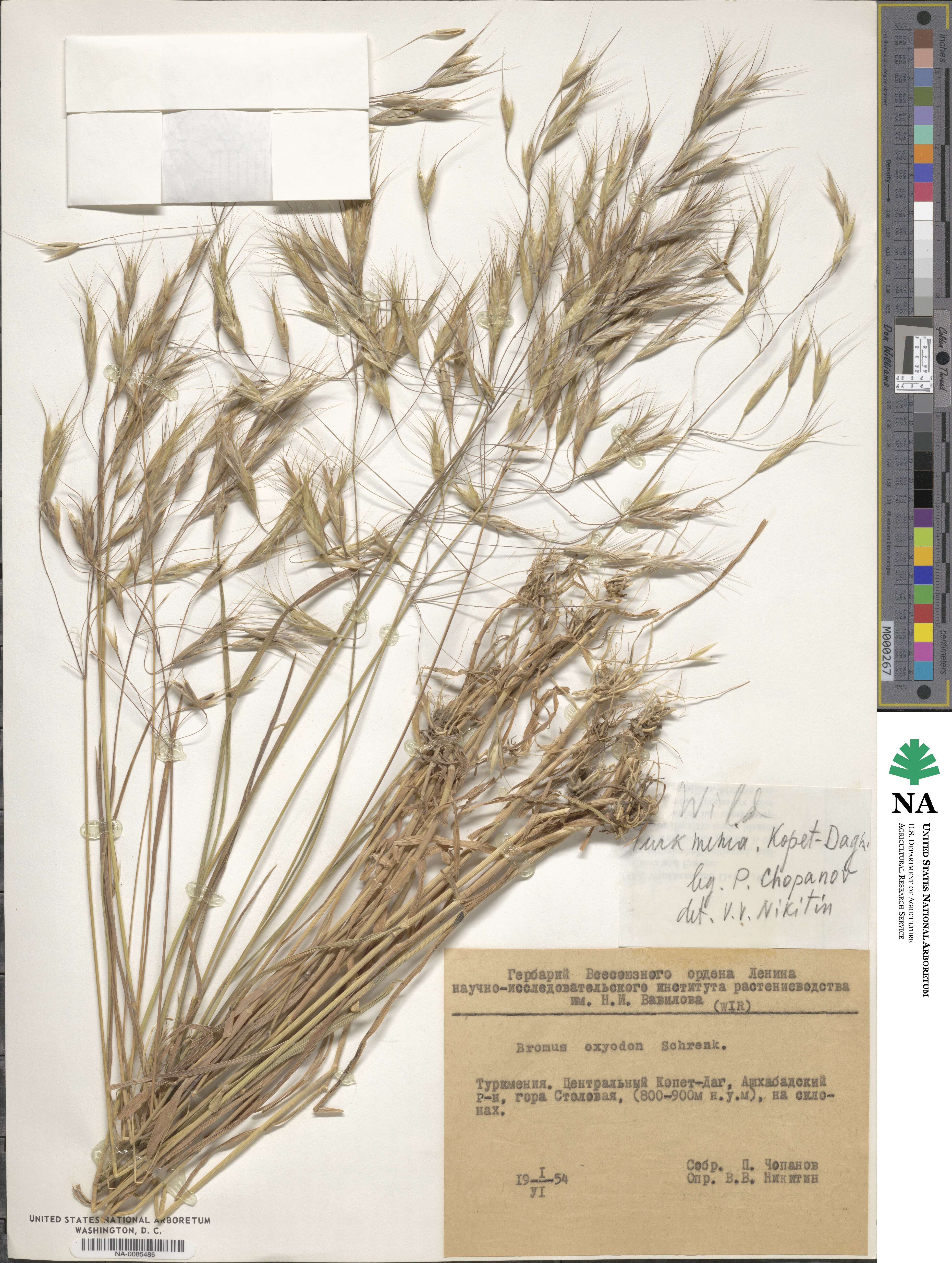 Bromus oxyodon image
