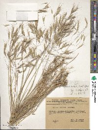 Bromus oxyodon image