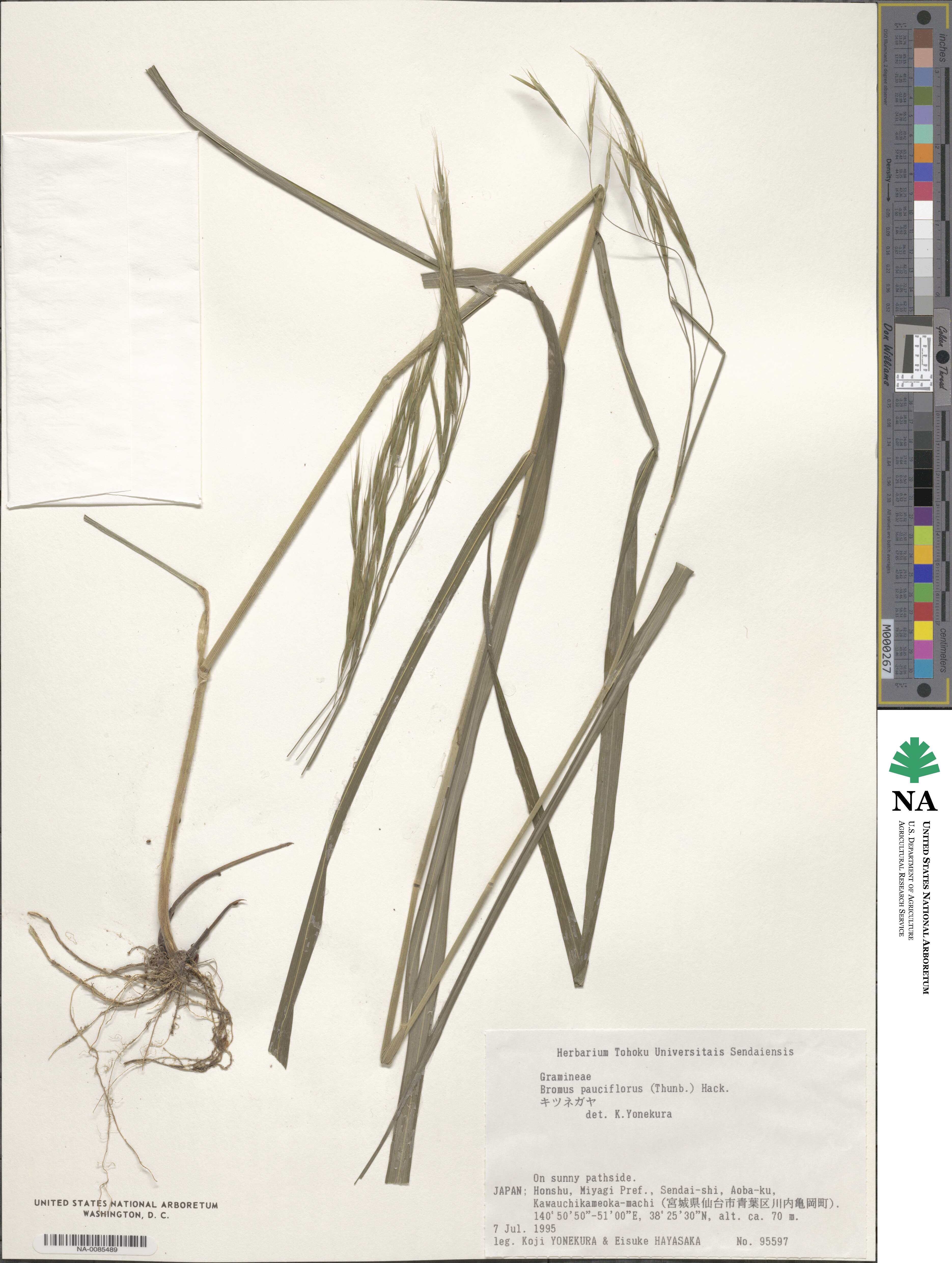 Bromus remotiflorus image