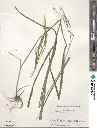 Bromus remotiflorus image