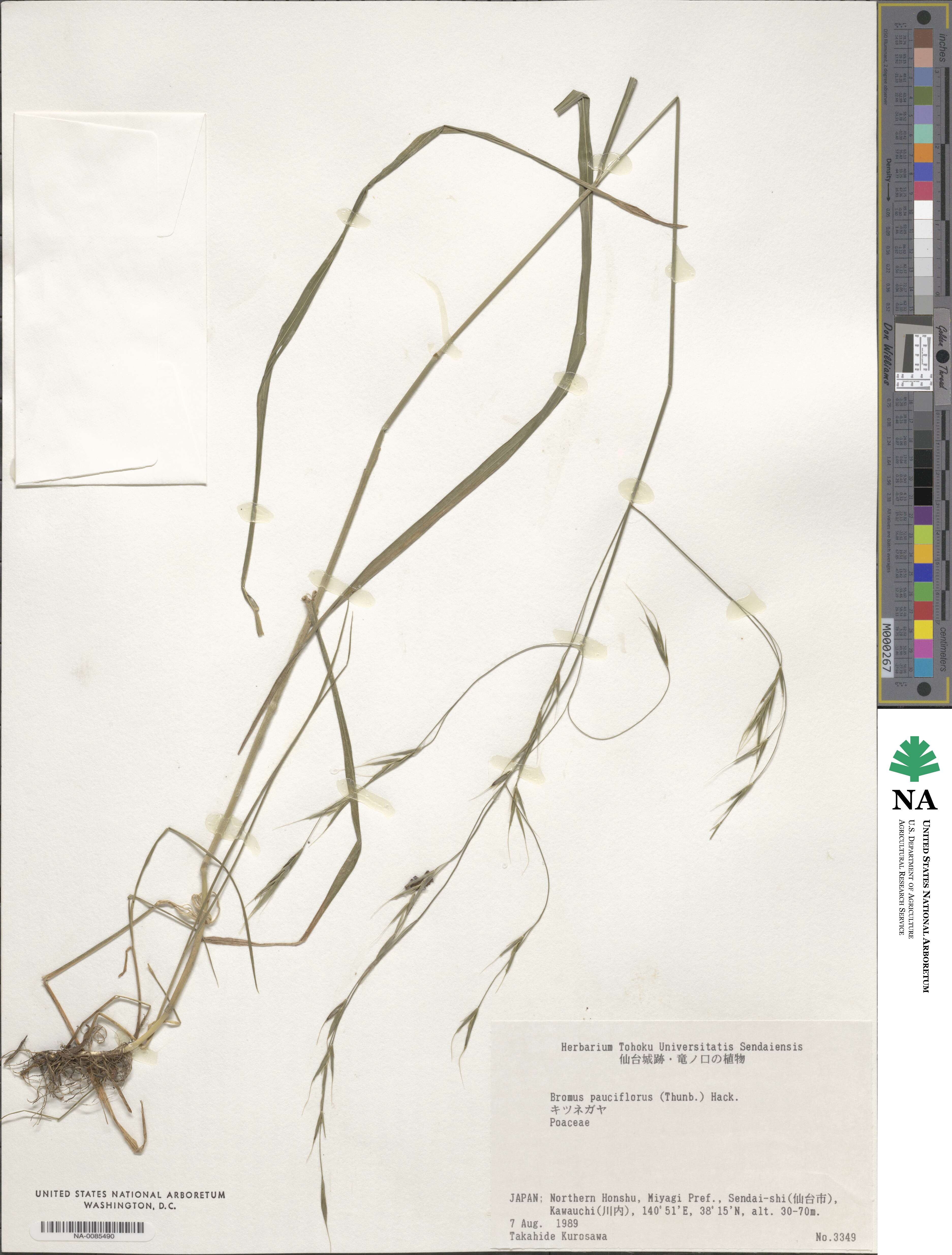 Bromus remotiflorus image