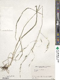 Bromus remotiflorus image