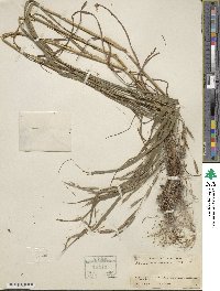 Bromus racemosus image