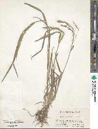 Bromus remotiflorus image