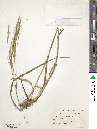 Bromus remotiflorus image