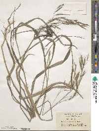 Bromus remotiflorus image