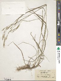 Bromus remotiflorus image