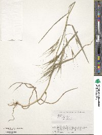 Bromus rigidus image