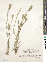 Bromus scoparius image