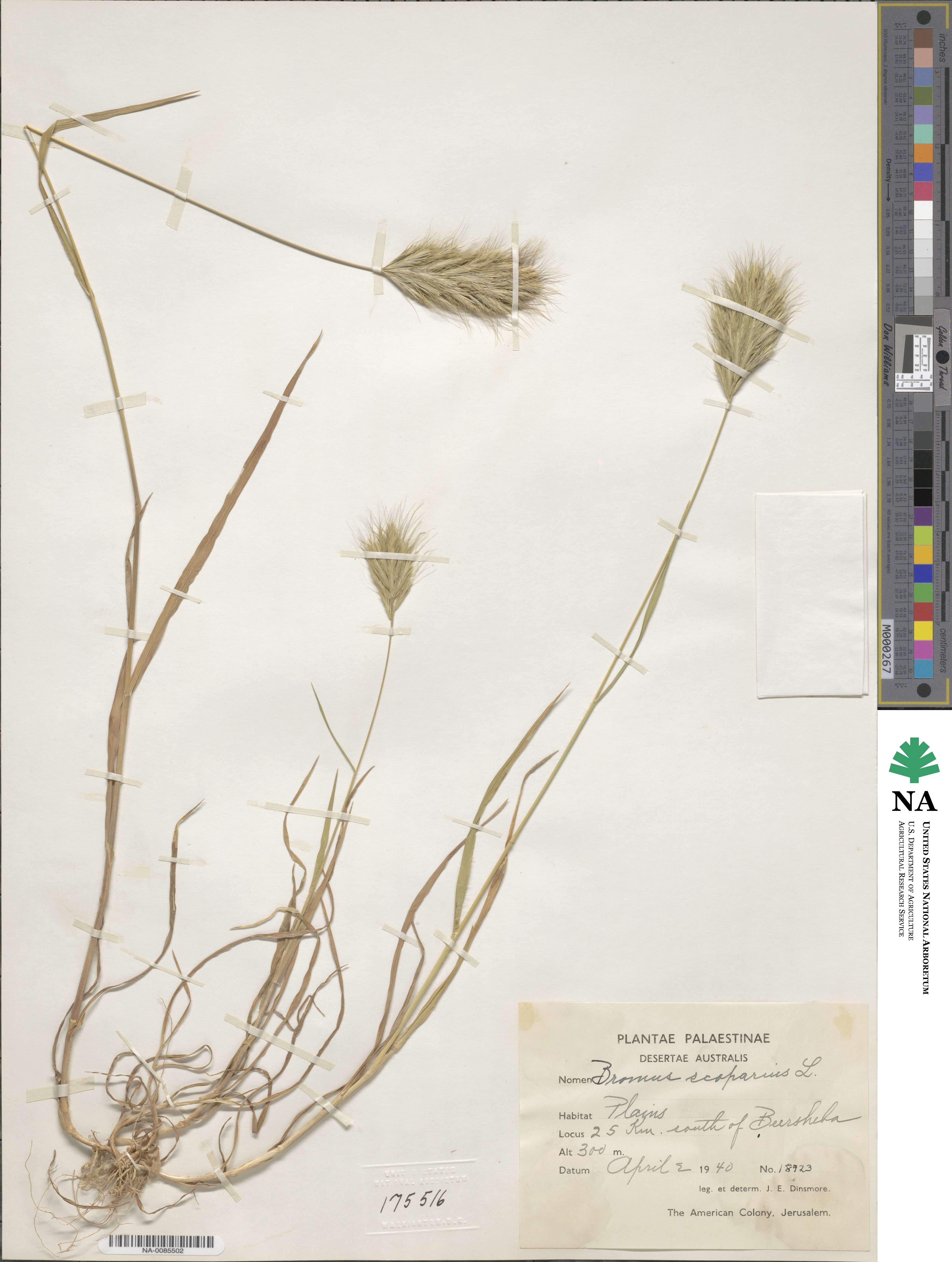 Bromus scoparius image