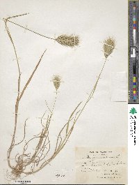 Bromus scoparius image