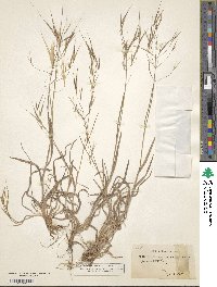 Bromus sterilis image