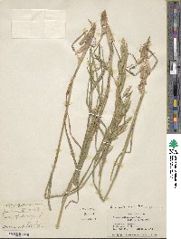 Bromus catharticus image