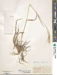 Bromus rigidus image