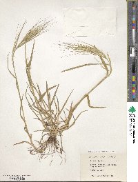 Bromus rigidus image