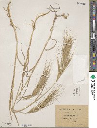 Bromus rigidus image