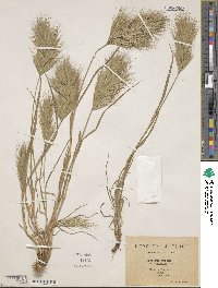 Bromus rubens image