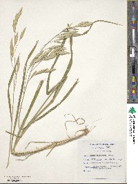 Bromus catharticus image