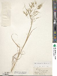 Image of Bromus arenarius