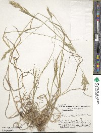 Bromus hordeaceus image