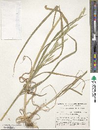 Bromus catharticus image