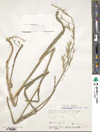 Bromus catharticus var. catharticus image