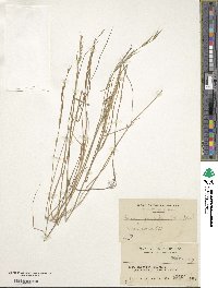 Bromus remotiflorus image