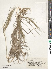 Bromus rigidus image