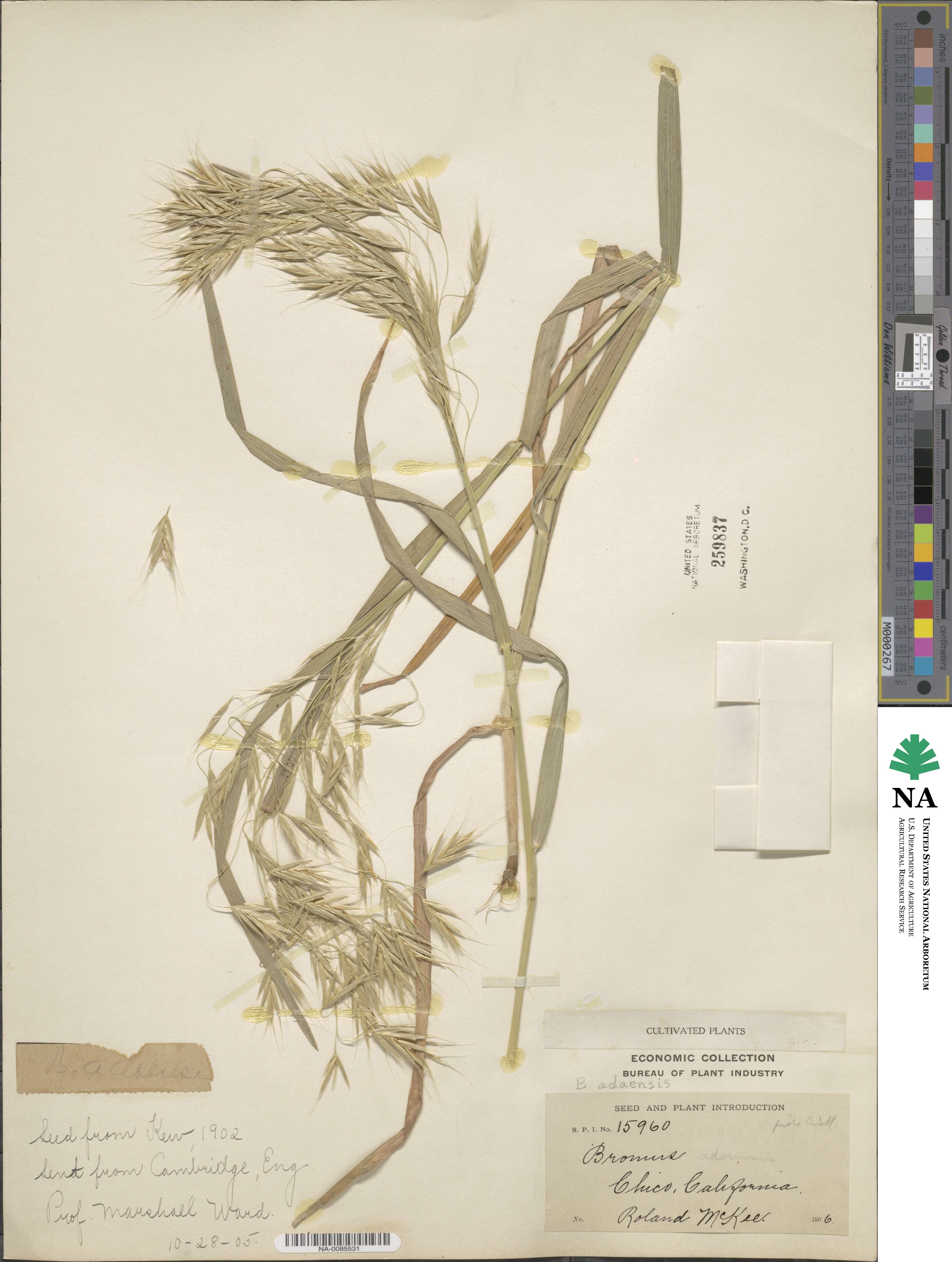 Bromus pectinatus image