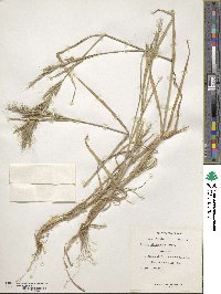 Bromus alopecuros image