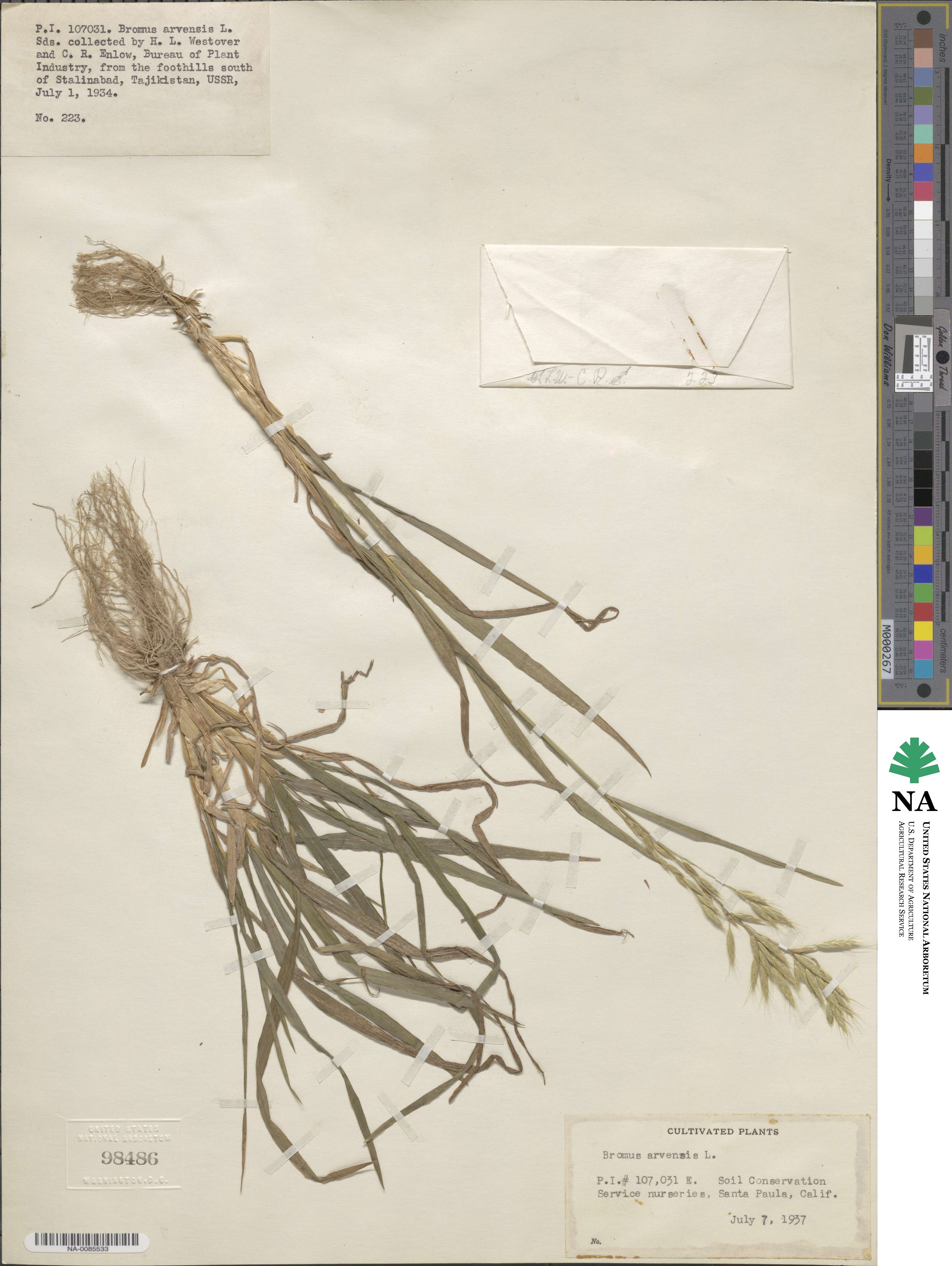 Bromus alopecuros image