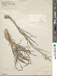 Bromus alopecuros image