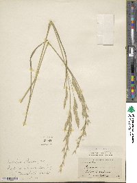 Bromus alopecuros image